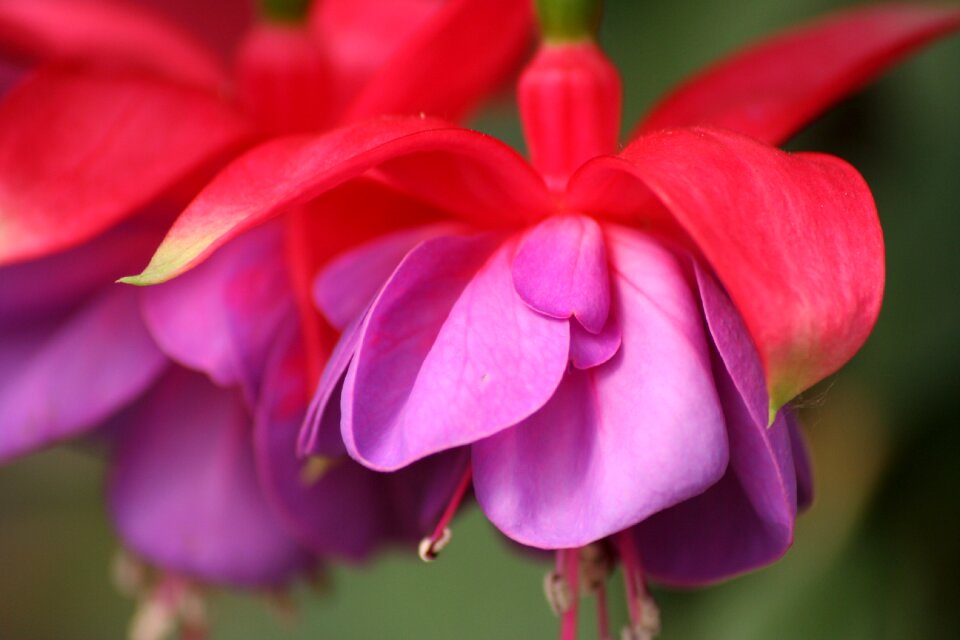 Bloom purple red