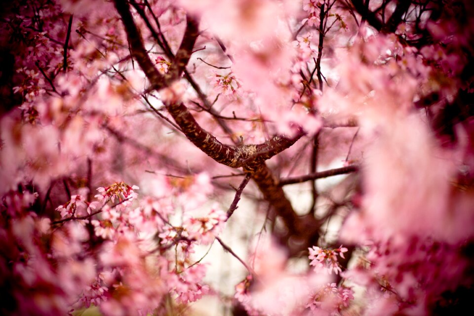 Oriental cherry east asian cherry flowering tree photo