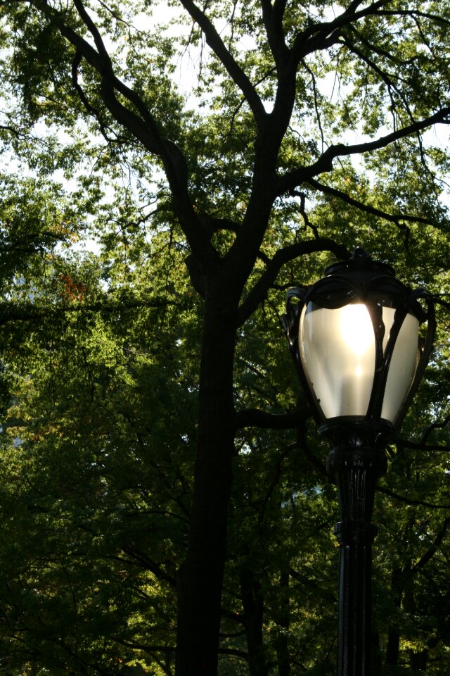 Trees nature central park