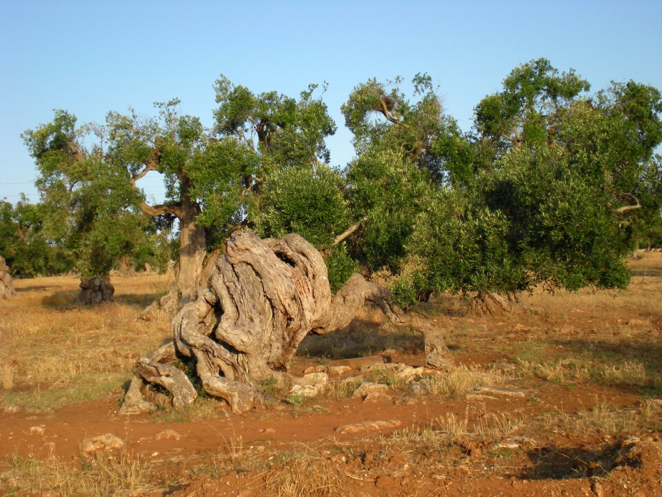 Olive tree trees secular