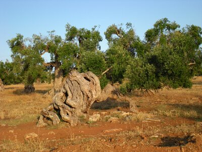 Olive tree trees secular photo