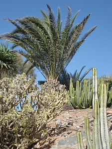 Trees mediterranean plant photo