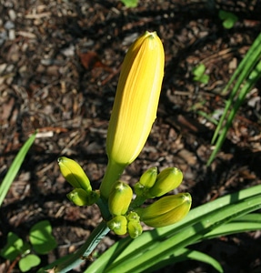 Natural blossom bloom