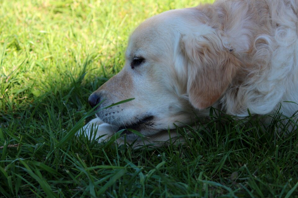 Young dog small dog lazy dog