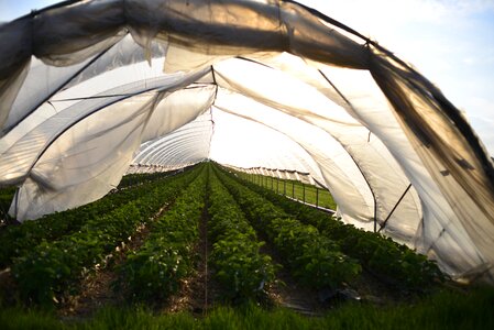 Berries of the earth greenhouse sun