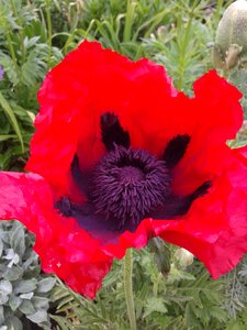 Red poppy poppy flower