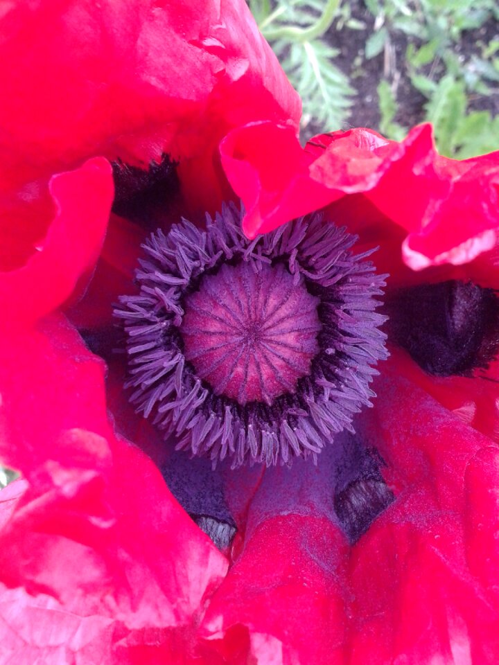 Red poppy poppy flower