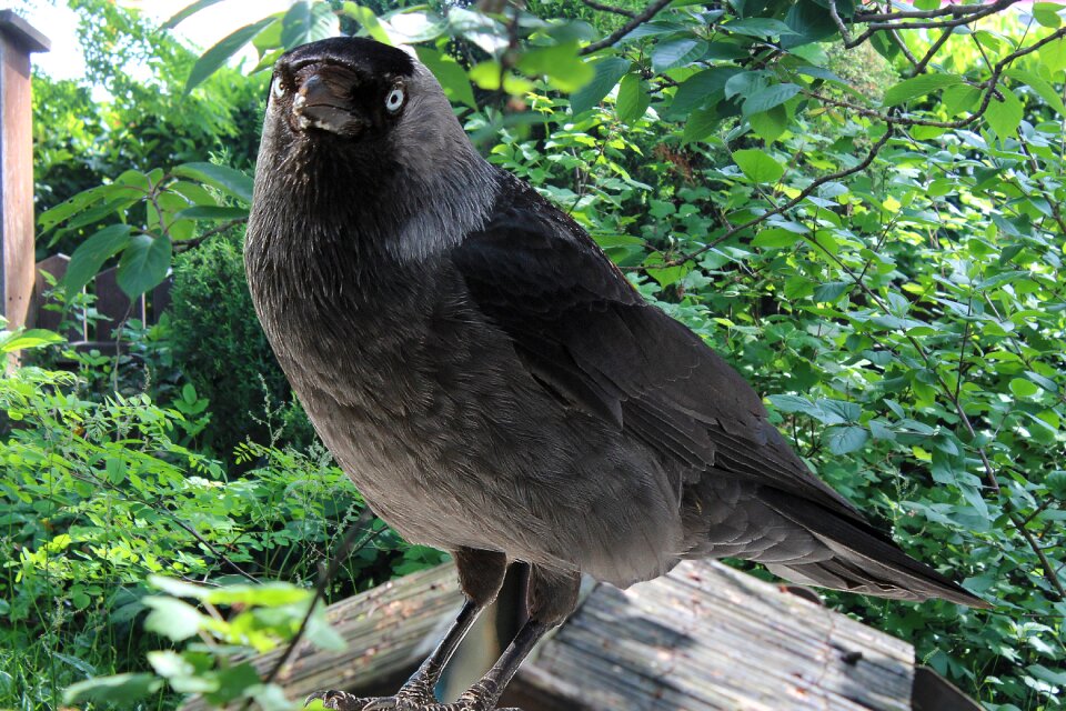 Songbird songbird species corvidae