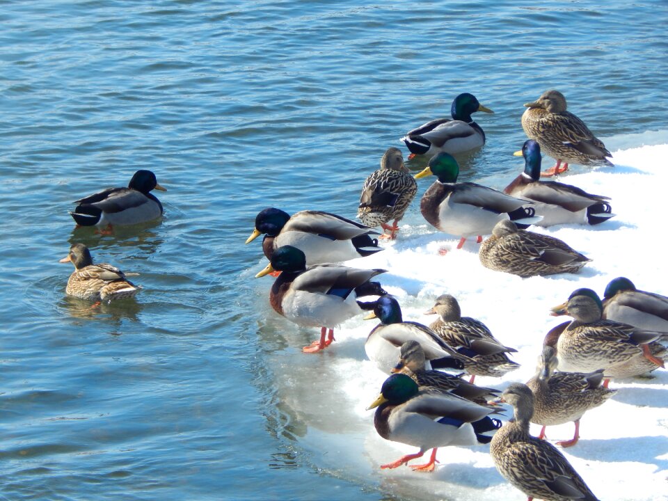 Wading bird ducks bird photo