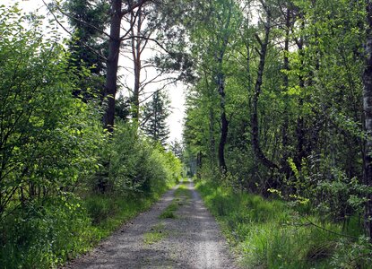 Trees away gün
