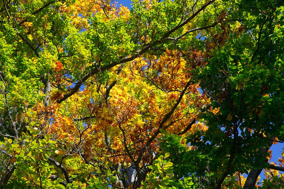 Brown color colorful