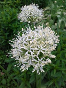 Flower bed white globule