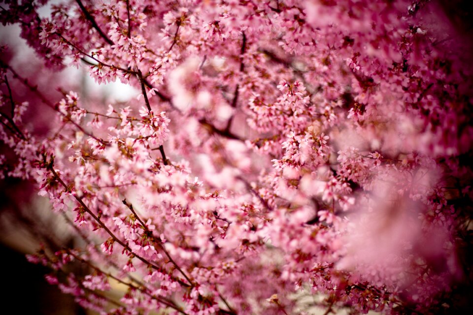 Oriental cherry east asian cherry flowering tree photo