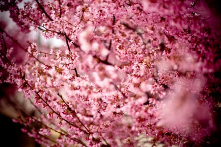 Oriental cherry east asian cherry flowering tree