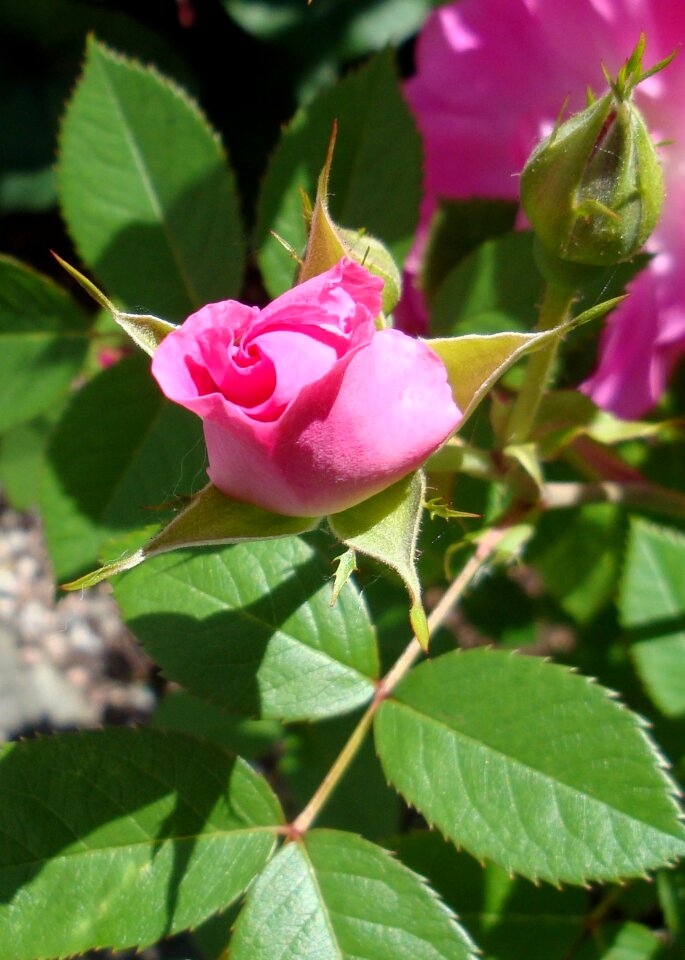 Rosebush pink button photo