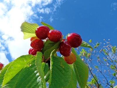 Nature red collection