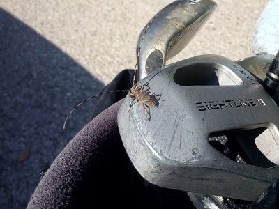 Insect close up golf clubs