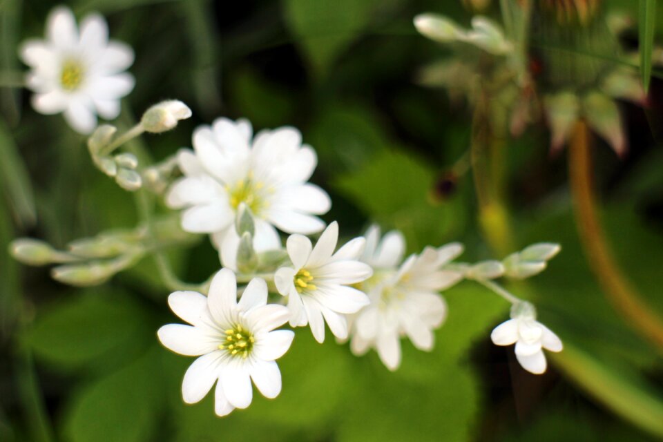 Blossom bloom bloom