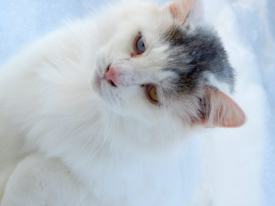 Feline cute cat snow