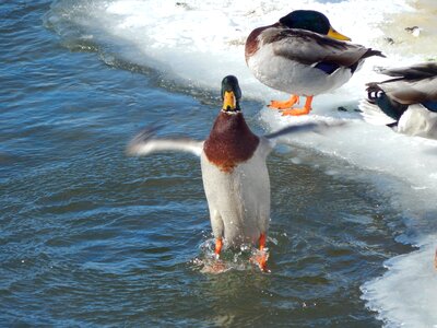 Wading bird bird water bird
