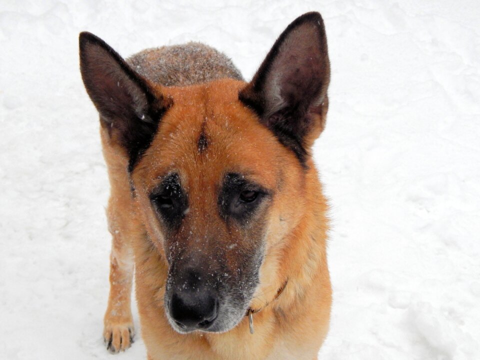 Pet german police dog nature