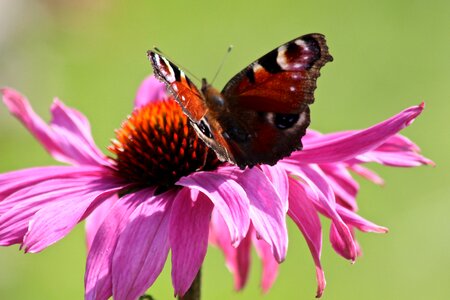 Summer joy flight