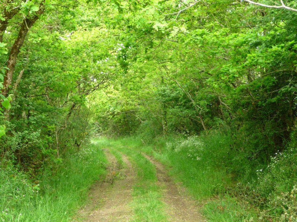 Landscape nature nature trail