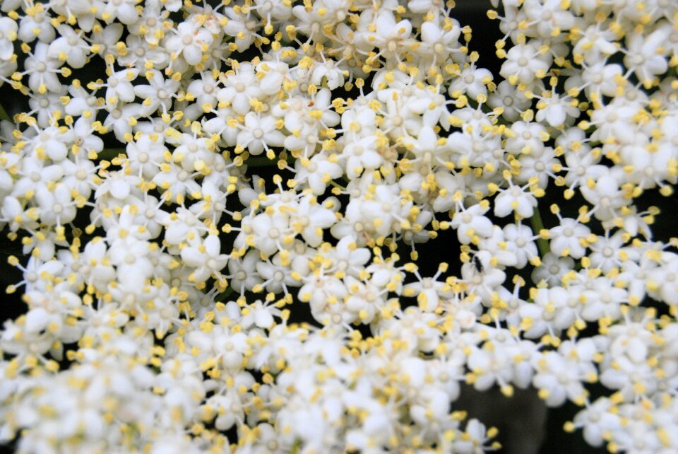 Tree common plants