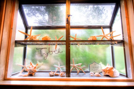 Window decoration corals