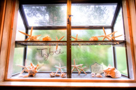 Window decoration corals photo