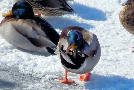 Ducks duck wildlife photography photo