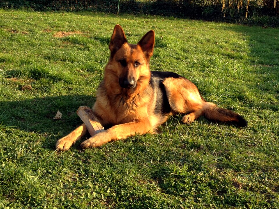 Dog schäfer dog animal