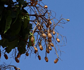 Vateria indica tree fruits