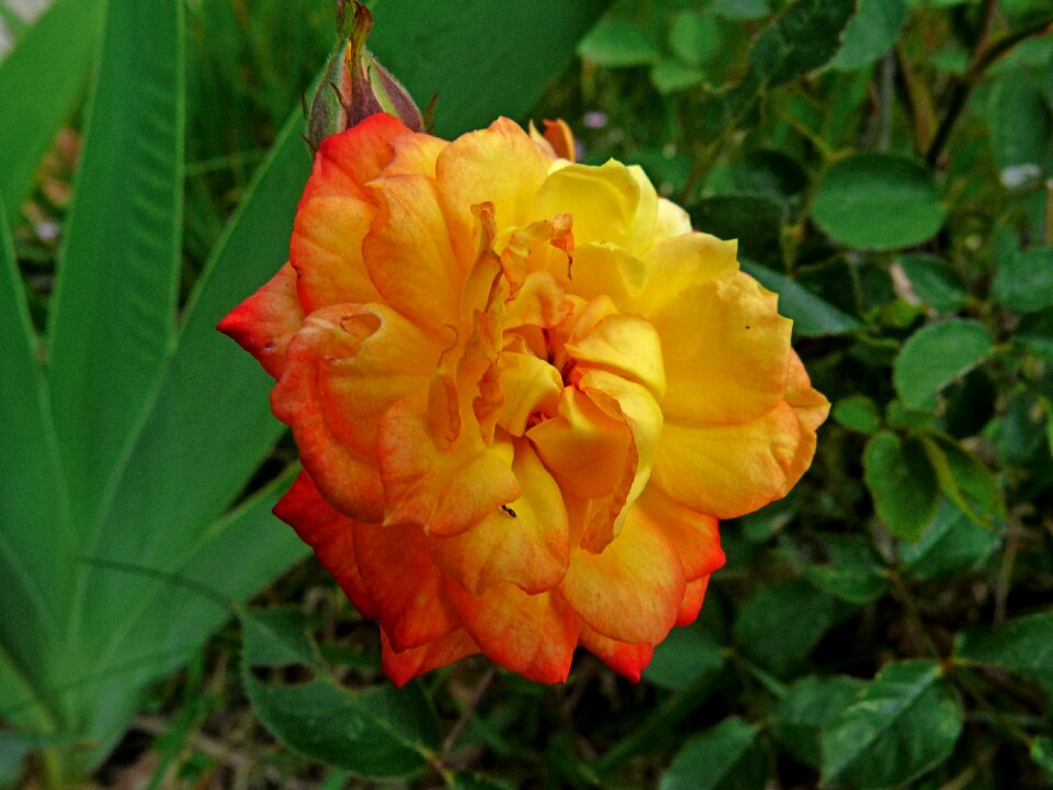 Nature garden blossomed