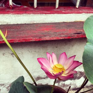 Plant flower botanical
