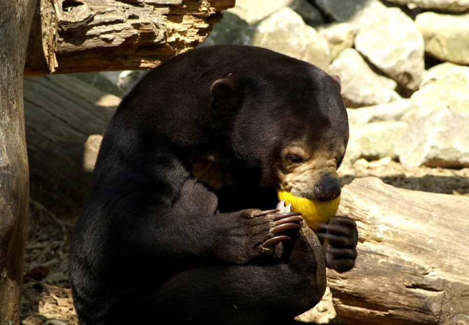 Food tiergarten feeding