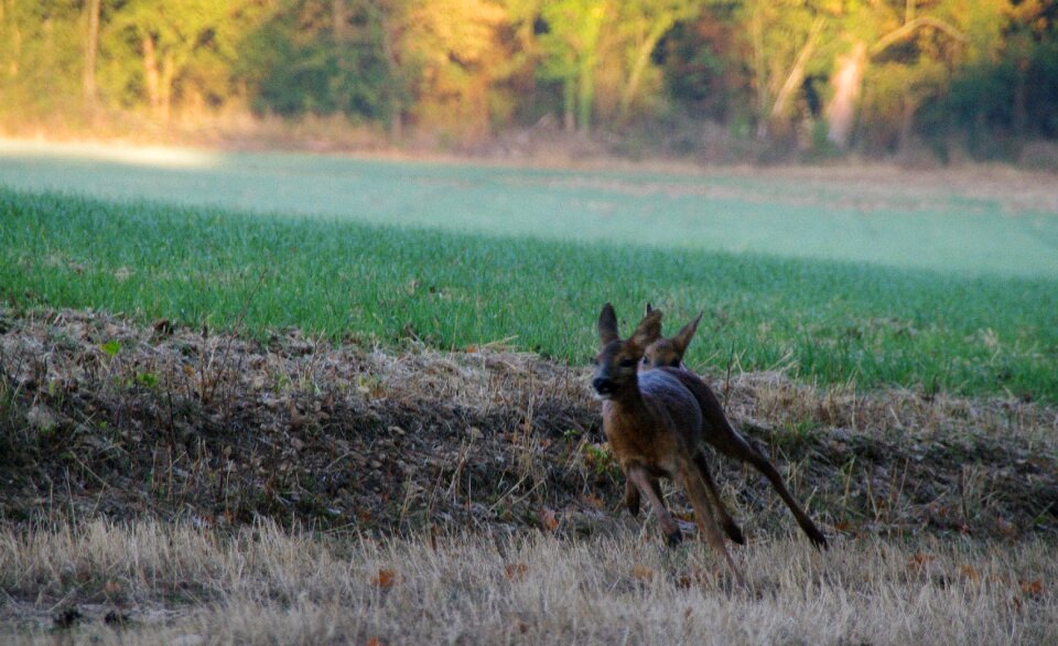 Animals wild nature