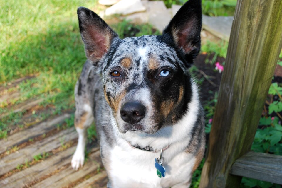 Cattle dog flowers