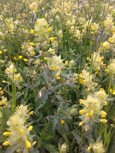 Flower meadow yellow flowers sunshine photo