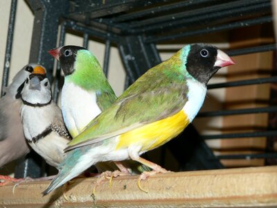 Bird gouldian animal