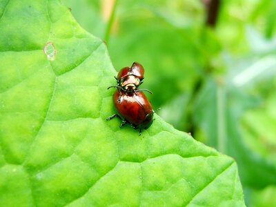 Detail ladybird sedmitečné