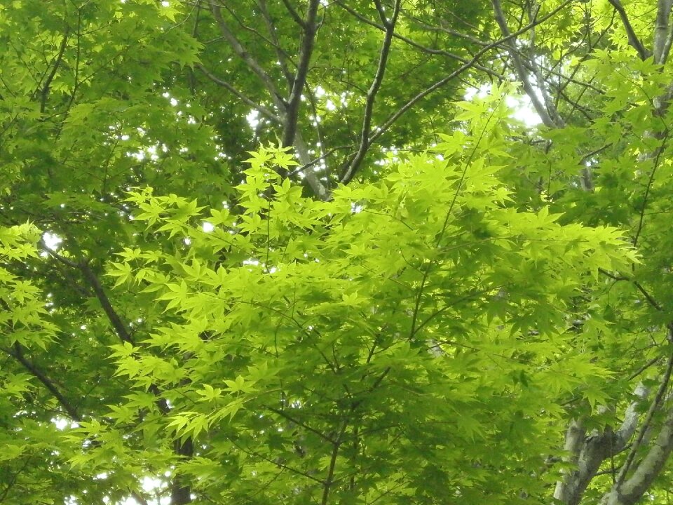 Fresh green maple leaf arboretum