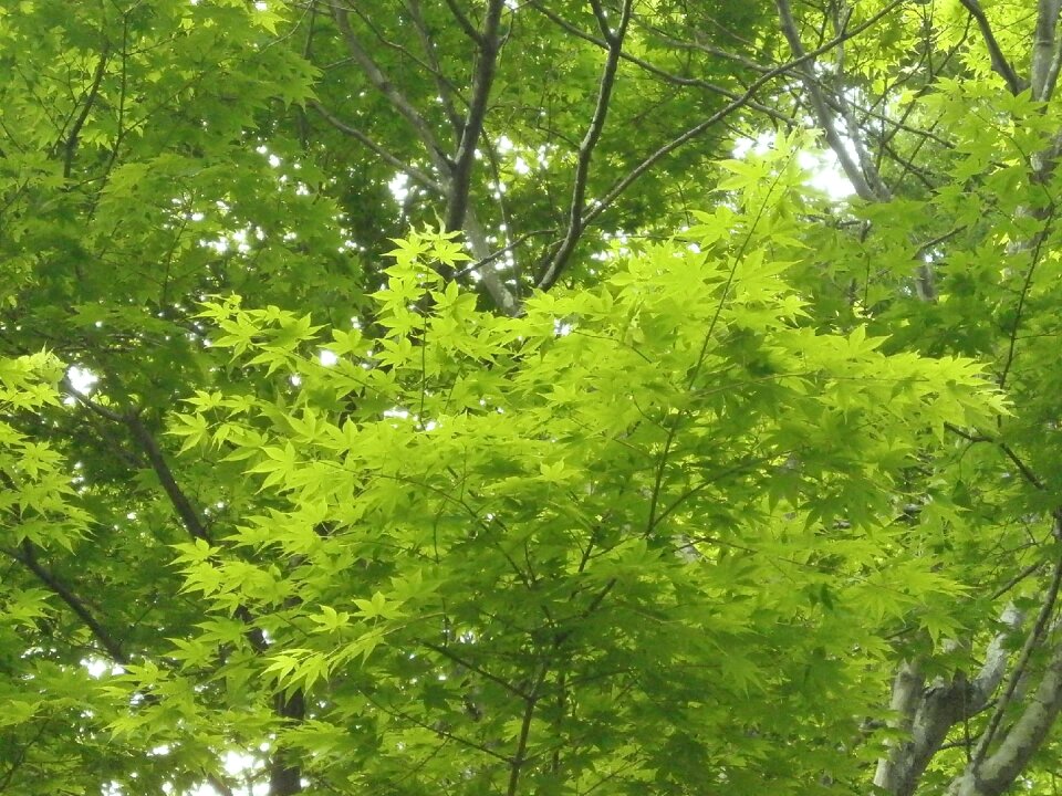 Fresh green maple leaf arboretum photo