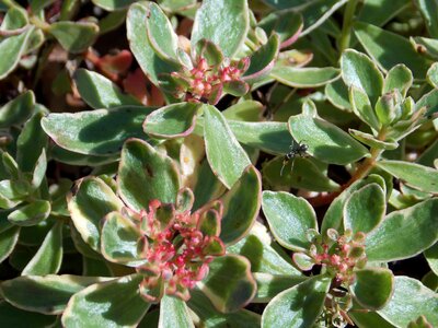 Succulent spring nature