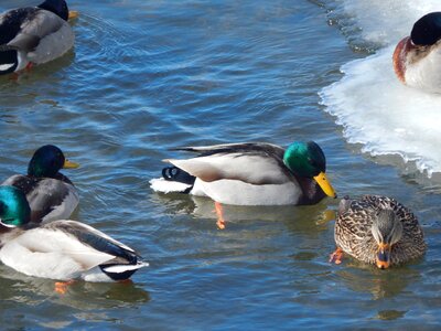 Ducks duck wildlife photography