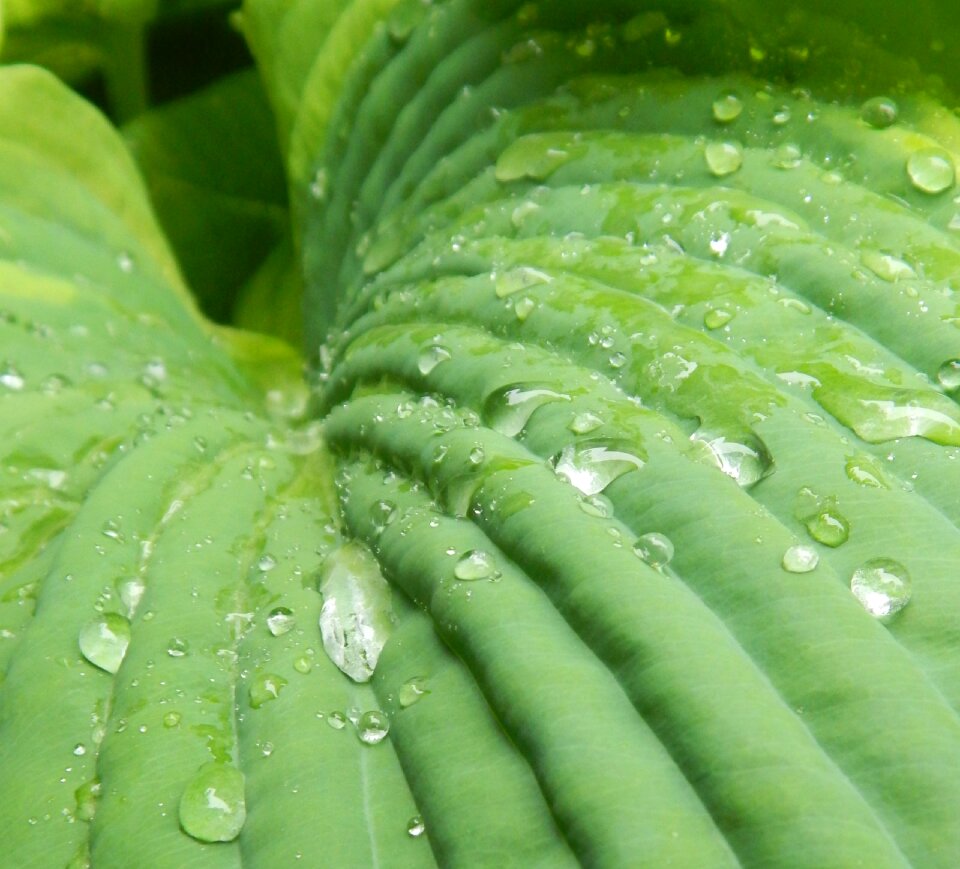 Nature gardening rain