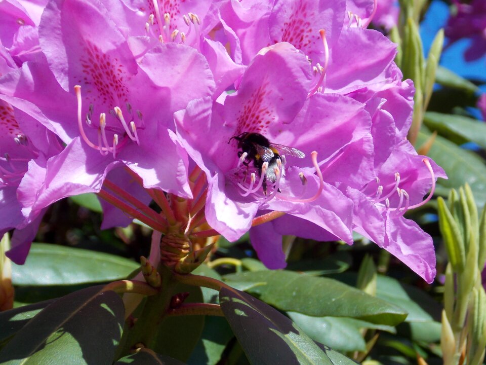 Bloom close up spring