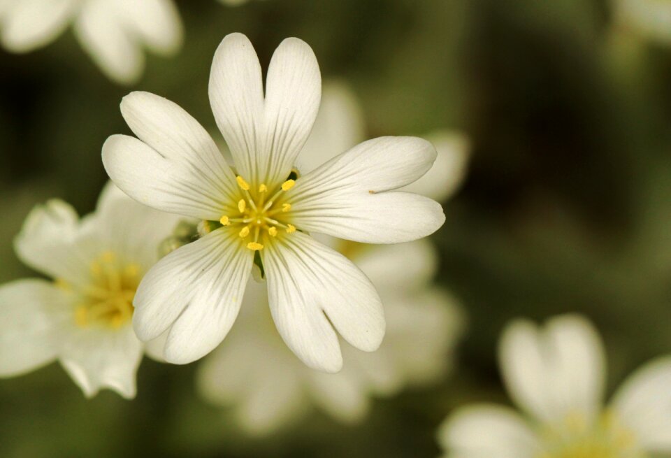 Flower plant white green
