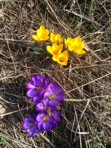 Sweden pollination nature