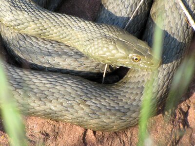 Relax at the same time reptile